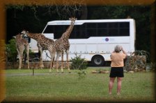 Giraffen bij onze safari-truck